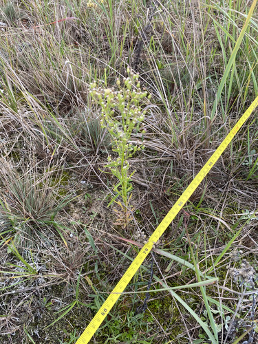 horseweed