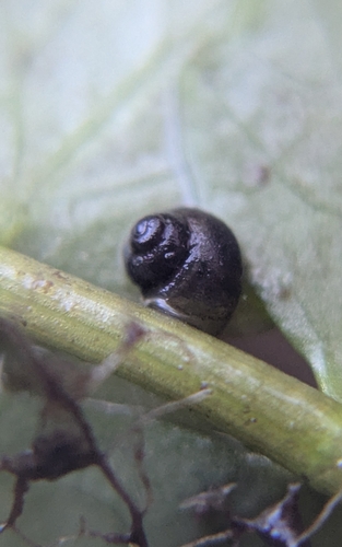 Turban Pebblesnail