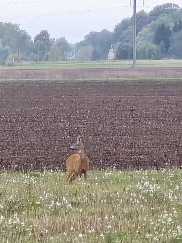 Western Roe Deer