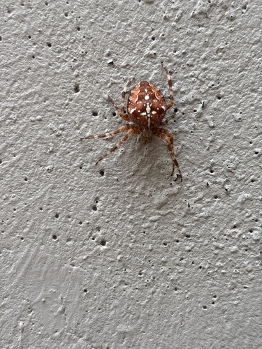 Cross Orbweaver