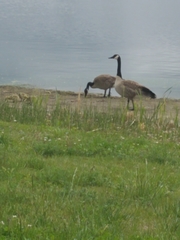 Branta canadensis