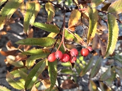 author not stated, no rights reserved Sorbus sambucifolia, photograph author not stated, no rights reserved