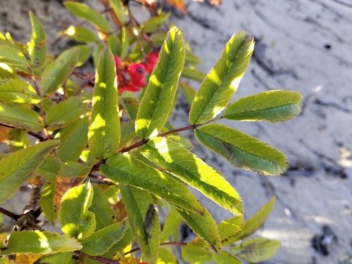 Sorbus sambucifolia, photograph 2