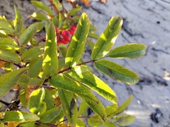 author not stated, no rights reserved Sorbus sambucifolia, photograph author not stated, no rights reserved