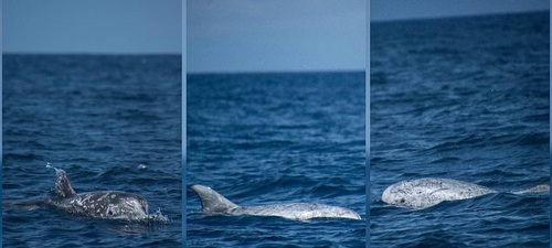 Risso's Dolphin