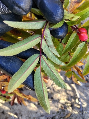 Sorbus sambucifolia, photograph 3