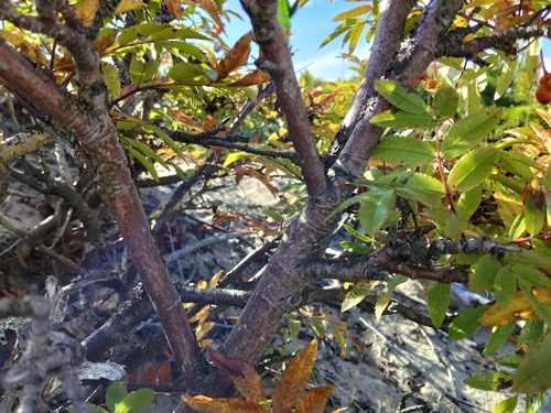 Sorbus sambucifolia, photograph 5