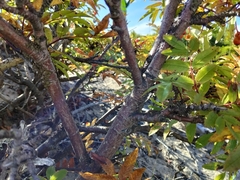 author not stated, no rights reserved Sorbus sambucifolia, photograph author not stated, no rights reserved
