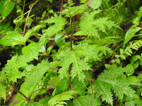Girardinia diversifolia