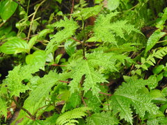 Girardinia diversifolia