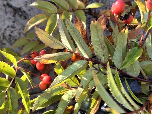 Sorbus sambucifolia, photograph 6