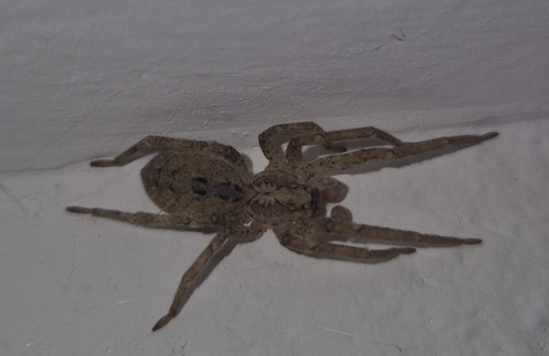 Mediterranean Spiny False Wolf Spider