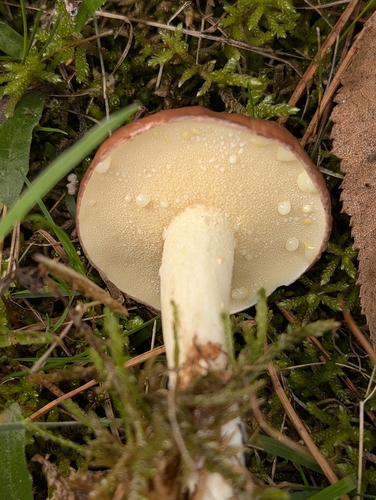 Dotted-stalked Suillus