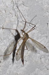 Tipula bezzii