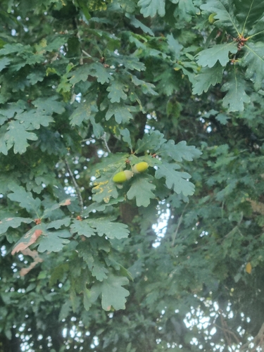 English oak