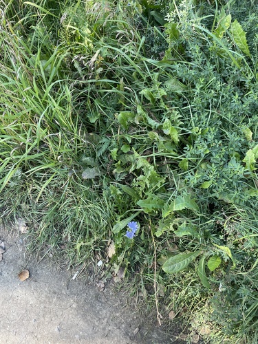 chicory