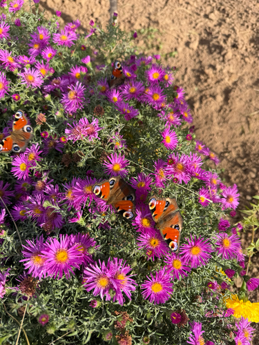 European Peacock Butterfly