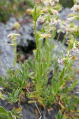 Penstemon deustus