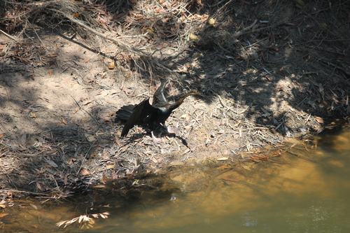 Australasian Darter