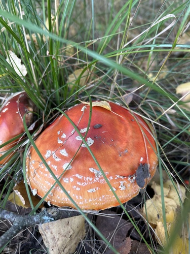 Fly Agaric