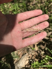 Elymus villosus
