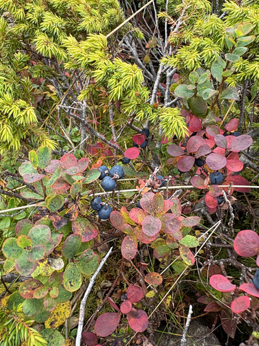 bog bilberry