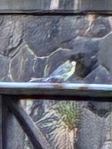 Great Tit
