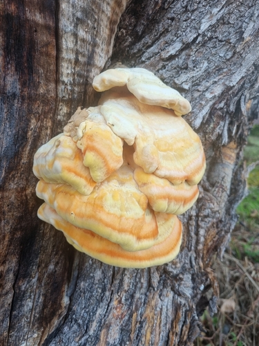 chicken of the woods