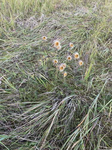 Carlina biebersteinii, photograph 4