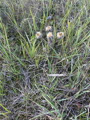 Carlina biebersteinii, photograph author not stated, no rights reserved