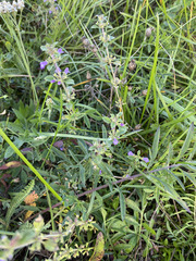 Clinopodium acinos
