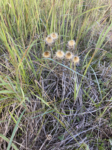 Carlina biebersteinii, photograph 2