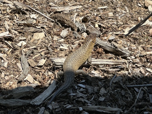 Cunningham's Skink