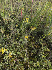 Helichrysum arenarium