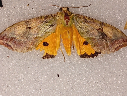 Dot-underwing Moth