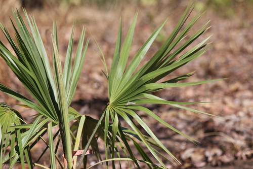 Livistona humilis, photograph 1