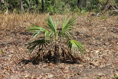 Livistona humilis