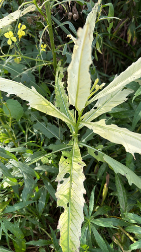 creeping thistle