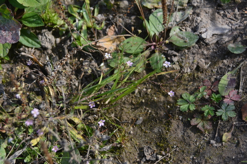 Psammophiliella muralis