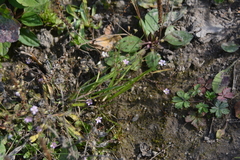 Psammophiliella muralis