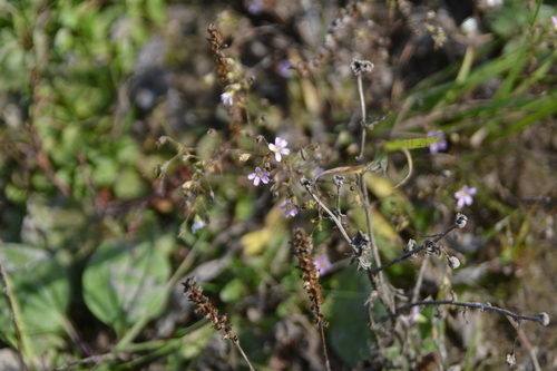 Psammophiliella muralis, photograph 1