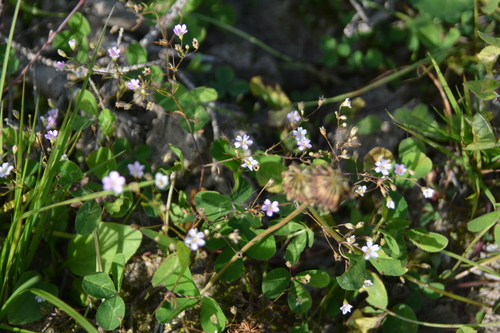 Psammophiliella muralis, photograph 2