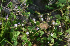 Psammophiliella muralis, photograph author not stated, no rights reserved