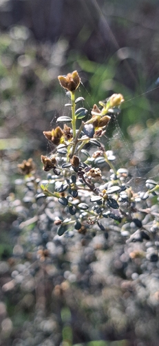Oxylobium oxylobioides, 2026-09-22