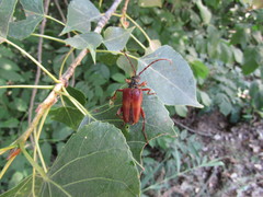Akimerus schaefferi