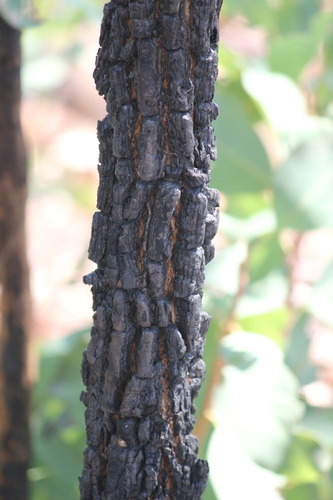 Erythrina vespertilio, photograph 1