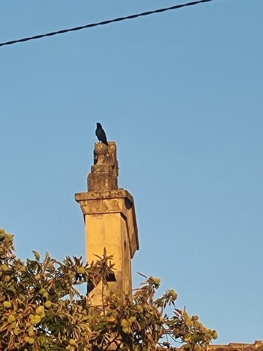 Carrion Crow