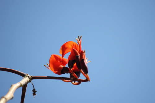 Erythrina vespertilio, photograph 2