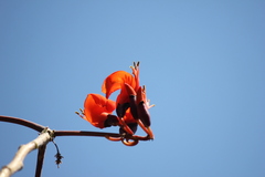 Erythrina vespertilio, photograph (c) Stella Fish, some rights reserved (CC BY)