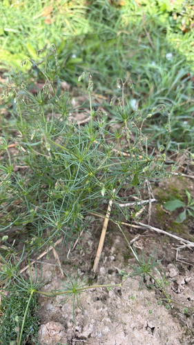 Corn spurrey